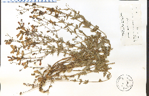  (Penstemon richardsonii - 38499HIM)  @11 [ ] CreativeCommons - Attribution Non-Commercial Share-Alike (2012) University of Guelph, Canada OAC-BIO Herbarium