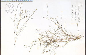  (Stephanomeria tenuifolia - 38524aHIM)  @11 [ ] CreativeCommons - Attribution Non-Commercial Share-Alike (2012) University of Guelph, Canada OAC-BIO Herbarium