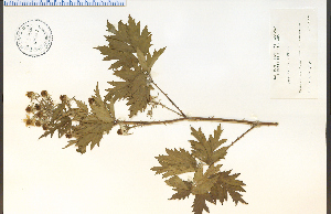  (Rubus laciniatus - 38547HIM)  @11 [ ] CreativeCommons - Attribution Non-Commercial Share-Alike (2012) University of Guelph, Canada OAC-BIO Herbarium