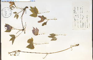  ( - 38693HIM)  @11 [ ] CreativeCommons - Attribution Non-Commercial Share-Alike (2012) University of Guelph, Canada OAC-BIO Herbarium