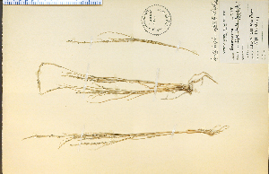  (Muhlenbergia cuspidata - 3807HIM)  @11 [ ] CreativeCommons - Attribution Non-Commercial Share-Alike (2012) University of Guelph, Canada OAC-BIO Herbarium