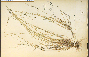  (Muhlenbergia cuspidata - 3836HIM)  @11 [ ] CreativeCommons - Attribution Non-Commercial Share-Alike (2012) University of Guelph, Canada OAC-BIO Herbarium