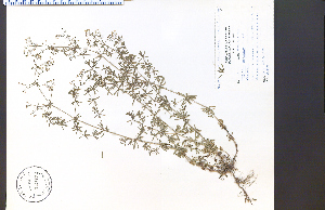  (Galium concinnum - 40947HIM)  @11 [ ] CreativeCommons - Attribution Non-Commercial Share-Alike (2012) University of Guelph, Canada OAC-BIO Herbarium