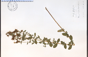  ( - 41370aHIM)  @11 [ ] CreativeCommons - Attribution Non-Commercial Share-Alike (2012) University of Guelph, Canada OAC-BIO Herbarium