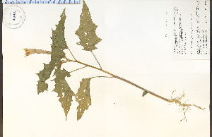  (Datura stramonium - 42065HIM)  @11 [ ] CreativeCommons - Attribution Non-Commercial Share-Alike (2012) University of Guelph, Canada OAC-BIO Herbarium