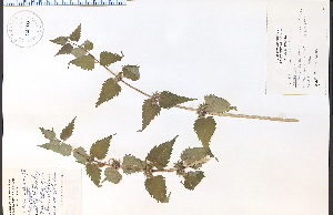  ( - 42110HIM)  @11 [ ] CreativeCommons - Attribution Non-Commercial Share-Alike (2012) University of Guelph, Canada OAC-BIO Herbarium