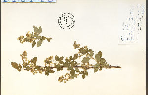  (Rubus setosus - 43143HIM)  @11 [ ] CreativeCommons - Attribution Non-Commercial Share-Alike (2012) University of Guelph, Canada OAC-BIO Herbarium
