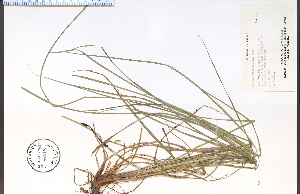  (Scirpus pedicellatus - 44218HIM)  @11 [ ] CreativeCommons - Attribution Non-Commercial Share-Alike (2012) University of Guelph, Canada OAC-BIO Herbarium