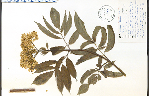  (Sambucus caerulea - 44442HIM)  @11 [ ] CreativeCommons - Attribution Non-Commercial Share-Alike (2012) University of Guelph, Canada OAC-BIO Herbarium