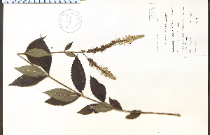  (Veronicastrum - 45010HIM)  @11 [ ] CreativeCommons - Attribution Non-Commercial Share-Alike (2012) University of Guelph, Canada OAC-BIO Herbarium