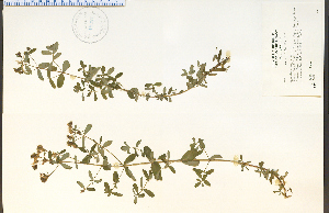  (Hypericum majus - 45321HIM)  @11 [ ] CreativeCommons - Attribution Non-Commercial Share-Alike (2012) University of Guelph, Canada OAC-BIO Herbarium