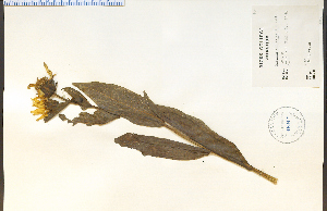 (Wyethia amplexicaulis - 46247HIM)  @11 [ ] CreativeCommons - Attribution Non-Commercial Share-Alike (2012) University of Guelph, Canada OAC-BIO Herbarium