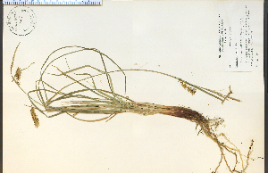  ( - 4547HIM)  @11 [ ] CreativeCommons - Attribution Non-Commercial Share-Alike (2012) University of Guelph, Canada OAC-BIO Herbarium