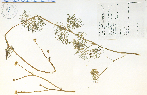 (Ranunculus flabellaris - 47360HIM)  @11 [ ] CreativeCommons - Attribution Non-Commercial Share-Alike (2012) University of Guelph, Canada OAC-BIO Herbarium