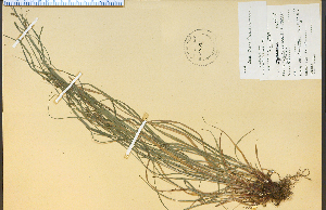  (Carex swanii - 4578HIM)  @11 [ ] CreativeCommons - Attribution Non-Commercial Share-Alike (2012) University of Guelph, Canada OAC-BIO Herbarium