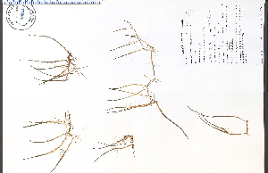  (Myriophyllum tenellum - 48311HIM)  @11 [ ] CreativeCommons - Attribution Non-Commercial Share-Alike (2012) University of Guelph, Canada OAC-BIO Herbarium