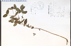  ( - 48473HIM)  @11 [ ] CreativeCommons - Attribution Non-Commercial Share-Alike (2012) University of Guelph, Canada OAC-BIO Herbarium