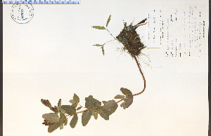  ( - 49507HIM)  @11 [ ] CreativeCommons - Attribution Non-Commercial Share-Alike (2012) University of Guelph, Canada OAC-BIO Herbarium
