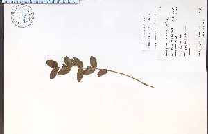  ( - 49512HIM)  @11 [ ] CreativeCommons - Attribution Non-Commercial Share-Alike (2012) University of Guelph, Canada OAC-BIO Herbarium