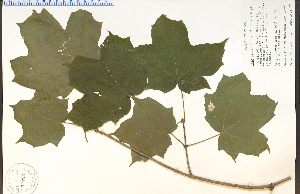  (Acer nigrum - 50723HIM)  @13 [ ] CreativeCommons - Attribution Non-Commercial Share-Alike (2012) University of Guelph, Canada OAC-BIO Herbarium