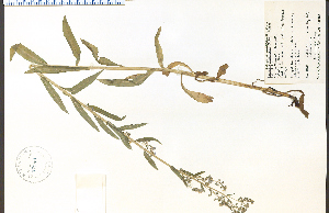 ( - 52590HIM)  @11 [ ] CreativeCommons - Attribution Non-Commercial Share-Alike (2012) University of Guelph, Canada OAC-BIO Herbarium