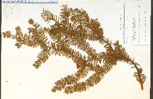  (Taxus brevifolia - 53473HIM)  @11 [ ] CreativeCommons - Attribution Non-Commercial Share-Alike (2012) University of Guelph, Canada OAC-BIO Herbarium