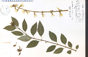  (Forsythia suspensa - 56065HIM)  @11 [ ] CreativeCommons - Attribution Non-Commercial Share-Alike (2012) University of Guelph, Canada OAC-BIO Herbarium