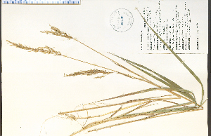  (Calamagrostis pickeringii - 58186HIM)  @11 [ ] CreativeCommons - Attribution Non-Commercial Share-Alike (2012) University of Guelph, Canada OAC-BIO Herbarium