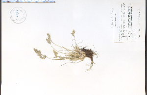  (Poa fendleriana - 60233HIM)  @11 [ ] CreativeCommons - Attribution Non-Commercial Share-Alike (2012) University of Guelph, Canada OAC-BIO Herbarium