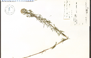  (Pycnanthemum virginianum - 63506HIM)  @11 [ ] CreativeCommons - Attribution Non-Commercial Share-Alike (2012) University of Guelph, Canada OAC-BIO Herbarium