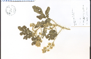  (Solanum rostratum - 63728HIM)  @11 [ ] CreativeCommons - Attribution Non-Commercial Share-Alike (2012) University of Guelph, Canada OAC-BIO Herbarium