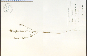  (Polygala cruciata - 64561HIM)  @11 [ ] CreativeCommons - Attribution Non-Commercial Share-Alike (2012) University of Guelph, Canada OAC-BIO Herbarium