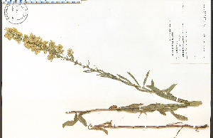  (Solidago speciosa - 64798HIM)  @11 [ ] CreativeCommons - Attribution Non-Commercial Share-Alike (2012) University of Guelph, Canada OAC-BIO Herbarium