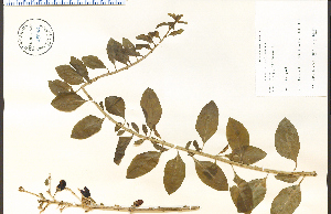  ( - 65093HIM)  @11 [ ] CreativeCommons - Attribution Non-Commercial Share-Alike (2012) University of Guelph, Canada OAC-BIO Herbarium