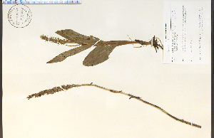  (Platanthera flava - 65840HIM)  @11 [ ] CreativeCommons - Attribution Non-Commercial Share-Alike (2012) University of Guelph, Canada OAC-BIO Herbarium