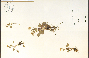  (Ranunculus rhomboideus - 68126HIM)  @11 [ ] CreativeCommons - Attribution Non-Commercial Share-Alike (2012) University of Guelph, Canada OAC-BIO Herbarium