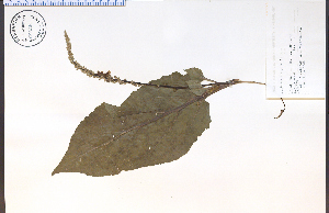  ( - 68536HIM)  @11 [ ] CreativeCommons - Attribution Non-Commercial Share-Alike (2012) University of Guelph, Canada OAC-BIO Herbarium