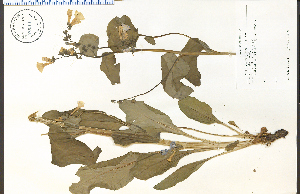  (Mertensia virginica - 70011HIM)  @11 [ ] CreativeCommons - Attribution Non-Commercial Share-Alike (2012) University of Guelph, Canada OAC-BIO Herbarium