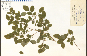  (Vaccinium ovalifolium - 70180HIM)  @11 [ ] CreativeCommons - Attribution Non-Commercial Share-Alike (2012) University of Guelph, Canada OAC-BIO Herbarium