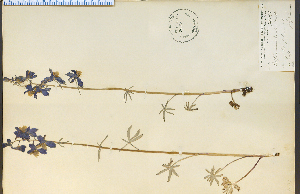  (Delphinium bicolor - 7454HIM)  @11 [ ] CreativeCommons - Attribution Non-Commercial Share-Alike (2012) University of Guelph, Canada OAC-BIO Herbarium