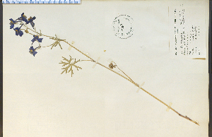 (Delphinium menziesii - 7459HIM)  @11 [ ] CreativeCommons - Attribution Non-Commercial Share-Alike (2012) University of Guelph, Canada OAC-BIO Herbarium