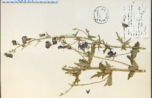  (Aconitum columbianum - 7467HIM)  @11 [ ] CreativeCommons - Attribution Non-Commercial Share-Alike (2012) University of Guelph, Canada OAC-BIO Herbarium