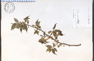  (Prunus americana - 71965HIM)  @11 [ ] CreativeCommons - Attribution Non-Commercial Share-Alike (2012) University of Guelph, Canada OAC-BIO Herbarium
