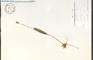  (Platanthera clavellata - 72568HIM)  @11 [ ] CreativeCommons - Attribution Non-Commercial Share-Alike (2012) University of Guelph, Canada OAC-BIO Herbarium