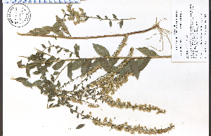  (Solidago ulmifolia - 72930HIM)  @11 [ ] CreativeCommons - Attribution Non-Commercial Share-Alike (2012) University of Guelph, Canada OAC-BIO Herbarium