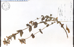  (Penstemon serrulatus - 73140HIM)  @11 [ ] CreativeCommons - Attribution Non-Commercial Share-Alike (2012) University of Guelph, Canada OAC-BIO Herbarium