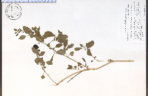  (Salpichroa origanifolia - 73174HIM)  @11 [ ] CreativeCommons - Attribution Non-Commercial Share-Alike (2012) University of Guelph, Canada OAC-BIO Herbarium