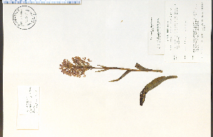  (Platanthera grandiflora - 73807HIM)  @11 [ ] CreativeCommons - Attribution Non-Commercial Share-Alike (2012) University of Guelph, Canada OAC-BIO Herbarium