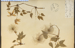  ( - 7668HIM)  @11 [ ] CreativeCommons - Attribution Non-Commercial Share-Alike (2012) University of Guelph, Canada OAC-BIO Herbarium