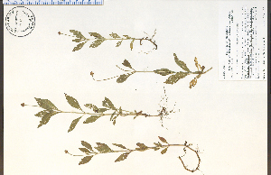  (Phyla lanceolata - 74260HIM)  @11 [ ] CreativeCommons - Attribution Non-Commercial Share-Alike (2012) University of Guelph, Canada OAC-BIO Herbarium